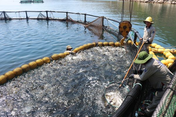 Độ mặn của khu vực nuôi trồng và đánh bắt hải sản